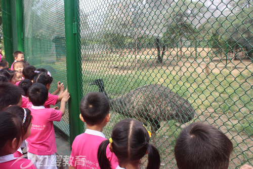 快看呀！大鴕鳥呀！