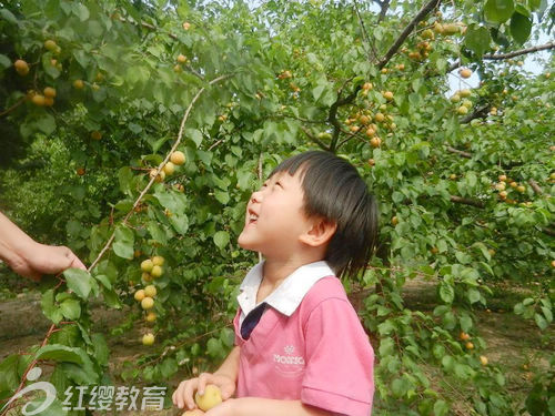 山東濰坊紅纓朝霞幼兒園采摘活動(dòng)